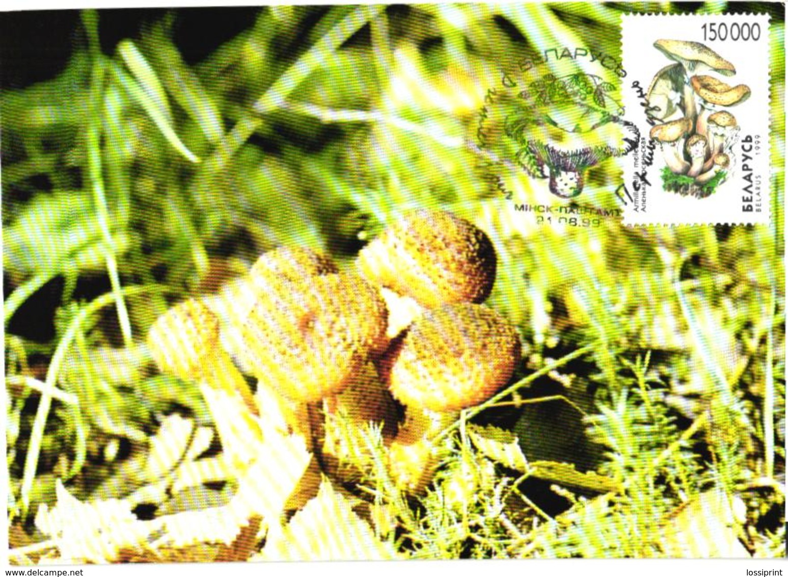 Belarus:Maxi Card, Mushrooms, Armillariella Mellea, 1999 - Mushrooms