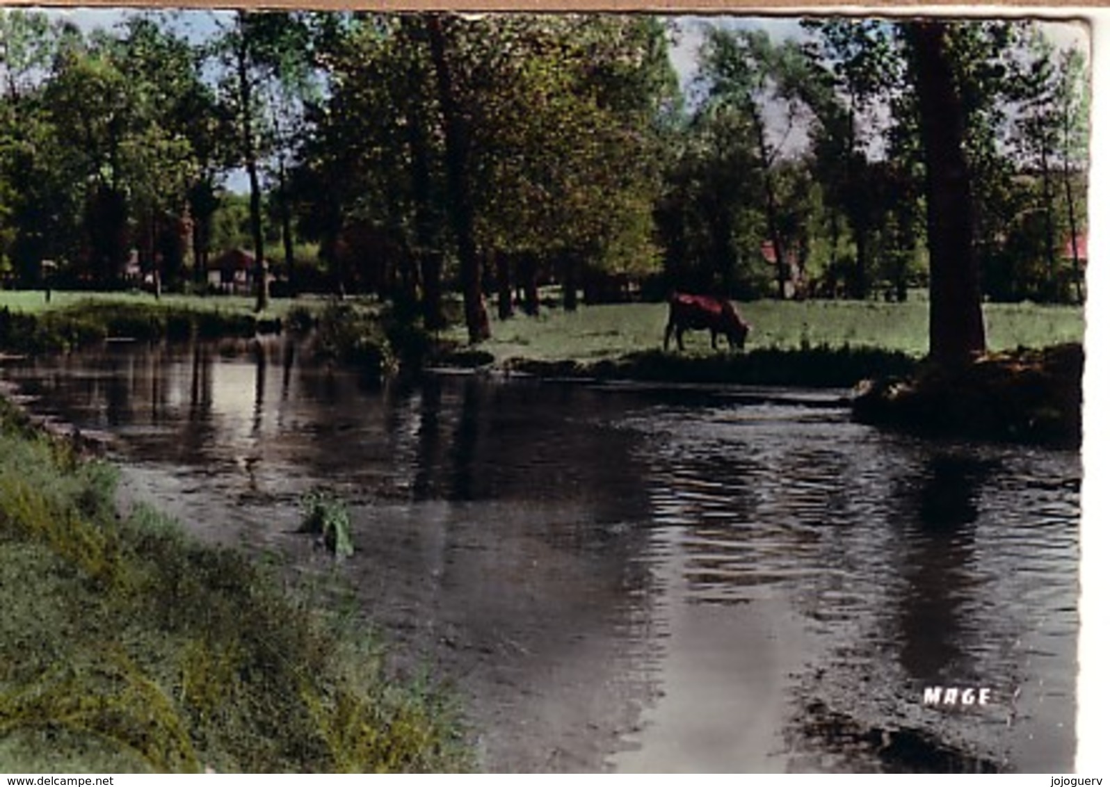 Fauquembergues Environs Le Rietz Villain ( Vache - Fauquembergues