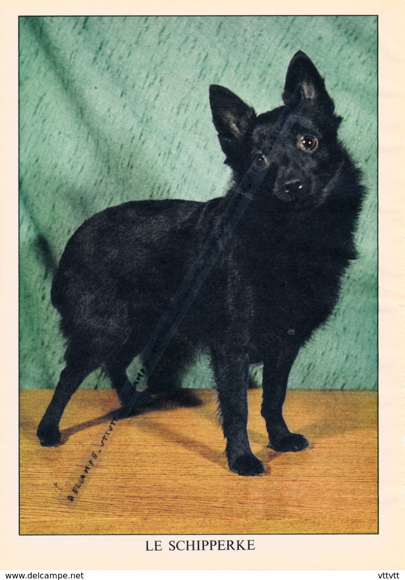 Fiche Animal, Chien : LE SCHIPPERKE (recto-verso) 19,5 Cm Sur 28 Cm (2 Scans) - Animaux