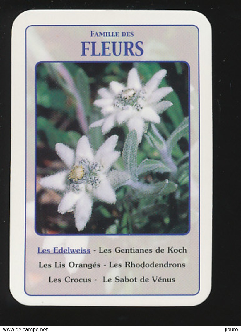 Other & unclassified - Edelweiss Fleurs des Montagnes Plante fleur Montagne  IM176/4