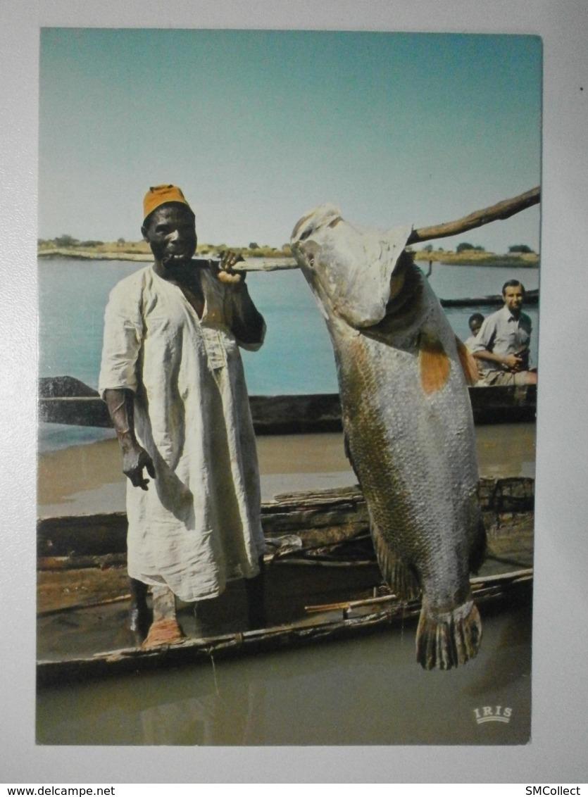 Niger. Pêche D'un Capitaine Dans Le Niger (GF1565) - Niger