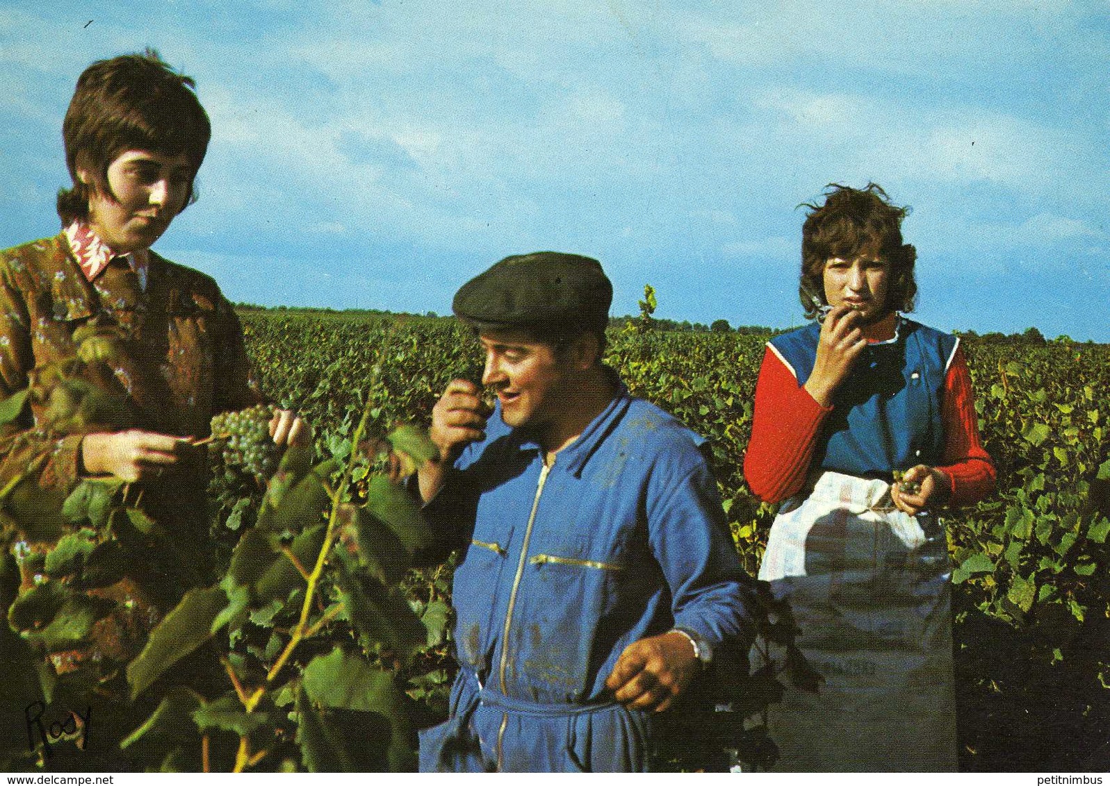 LES VENDANGES AU PAYS NANTAIS - Vignes