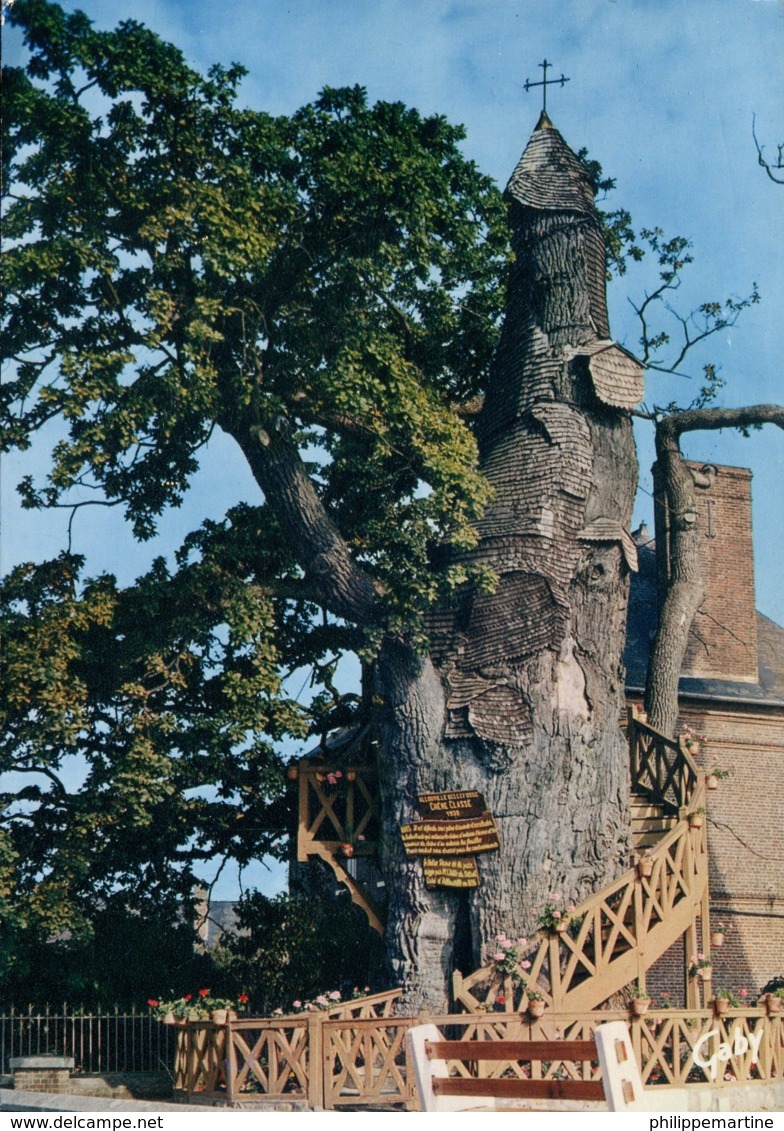 76 - Allouville-Bellefosse : Le Chêne Millénaire - Allouville-Bellefosse