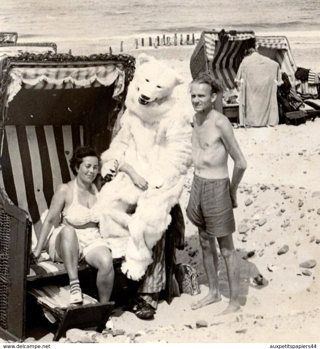 Photo Originale Déguisement & Eisbär Pour Ours Blanc Polaire En Cabine De Plage Avec La Femme De Monsieur Vers 1950 - Personnes Anonymes