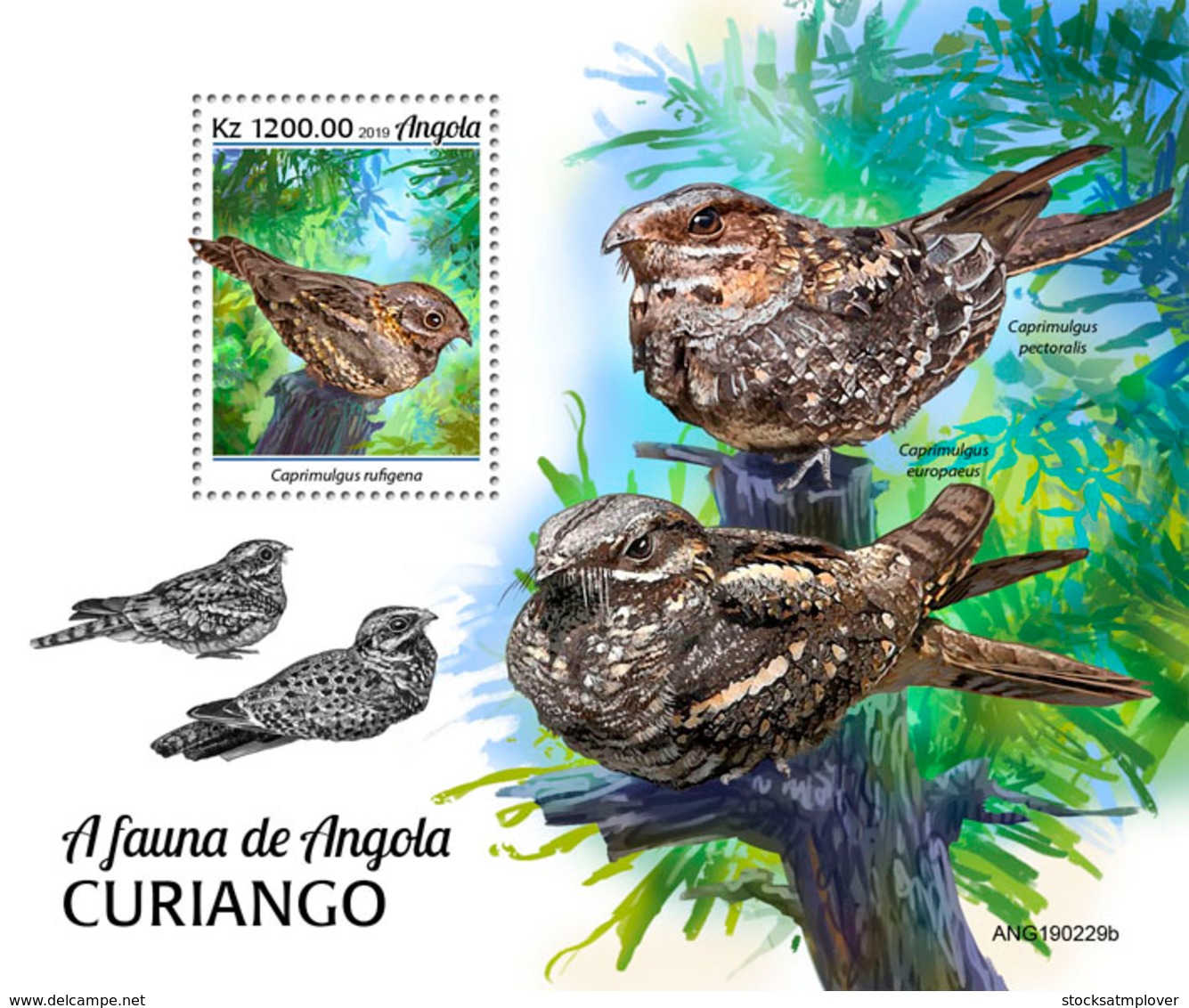 Angola 2019  Fauna Nightjars  (Birds)   S202002 - Angola