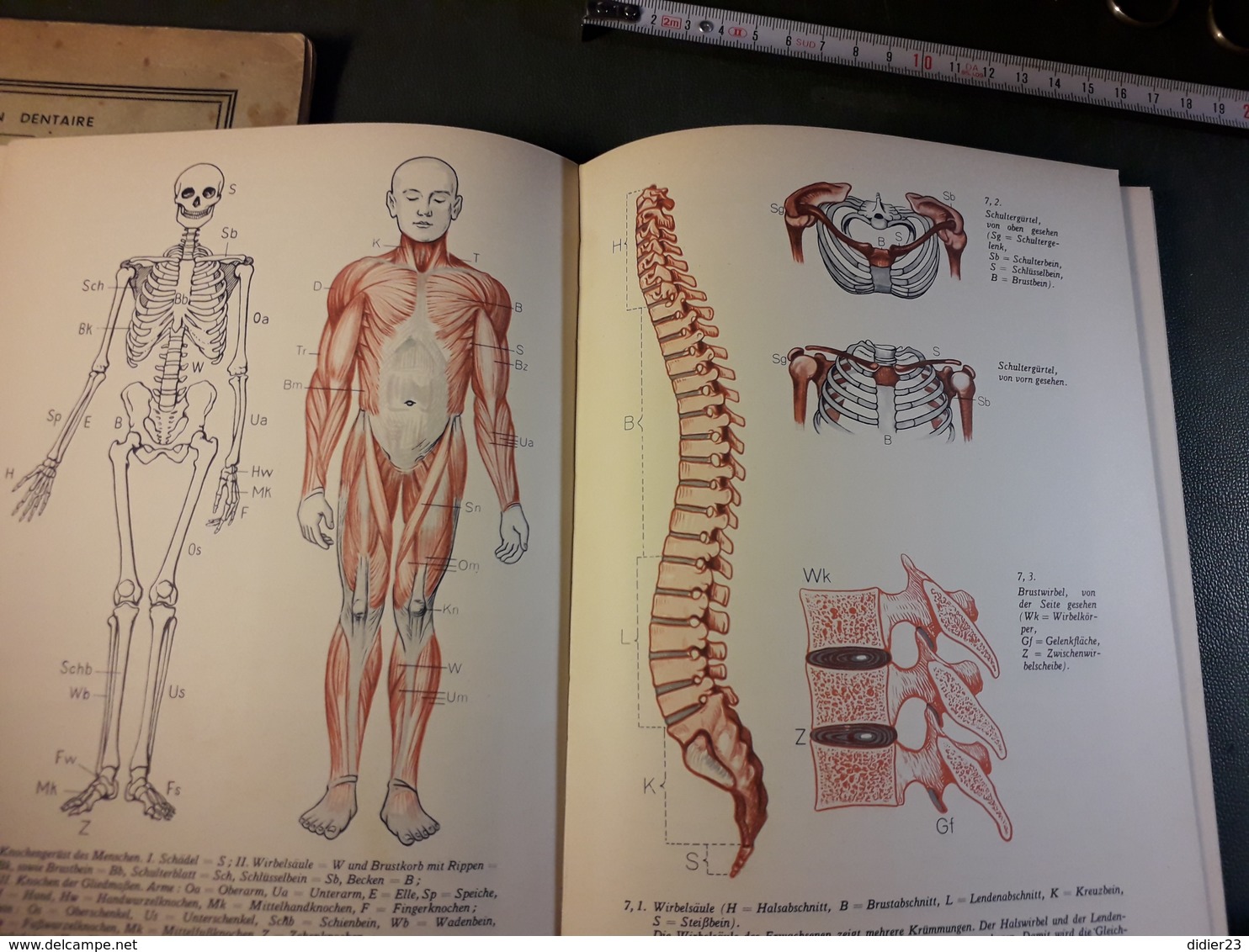 LIVRE ALLEMAND D'ANATOMIE  PHOTO DE TENNIS JAVELOT ANNEAU Athlétisme  ENFANT AVEC JOUET EN BOIS MENCHENKUNDE - Medicine & Health