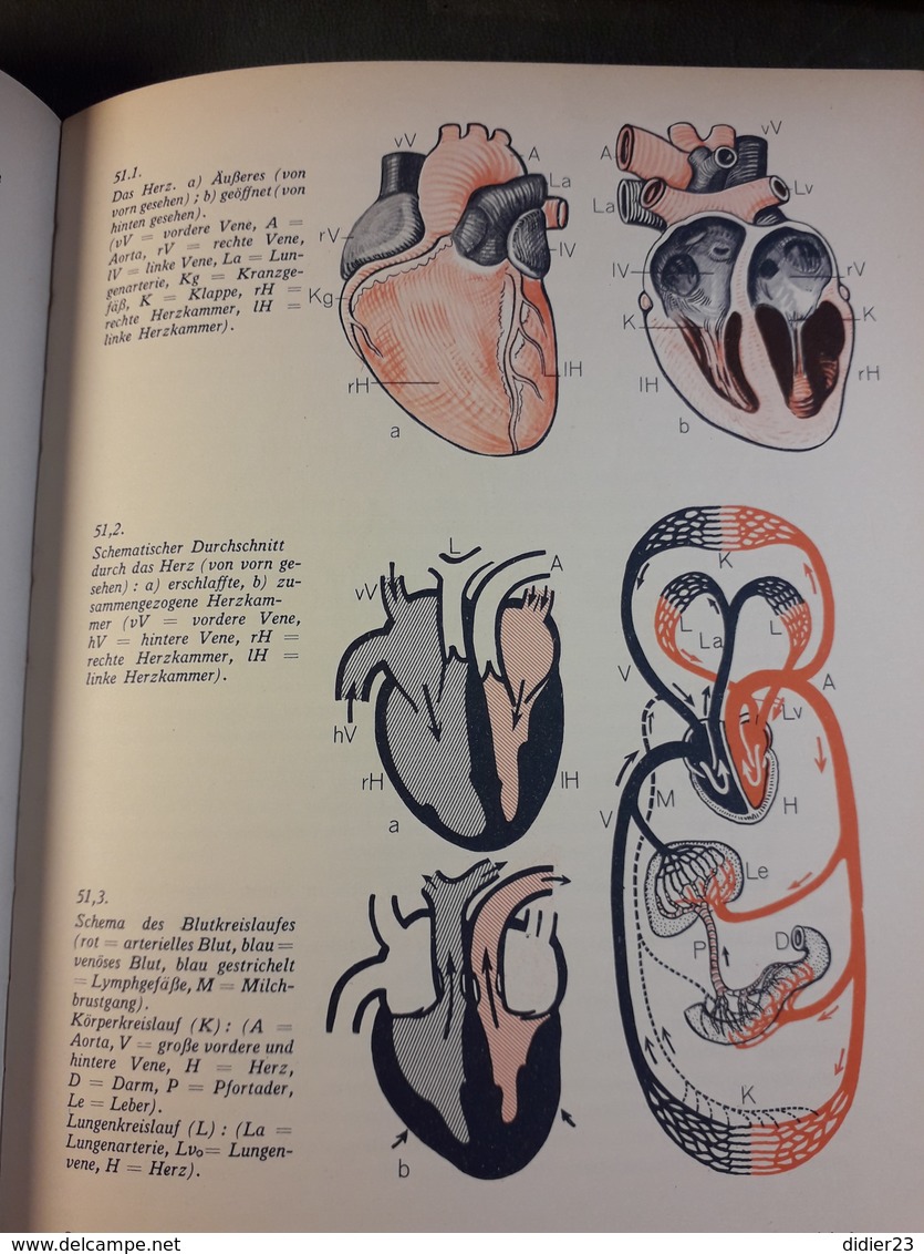 LIVRE ALLEMAND D'ANATOMIE  PHOTO DE TENNIS JAVELOT ANNEAU Athlétisme  ENFANT AVEC JOUET EN BOIS MENCHENKUNDE - Médecine & Santé