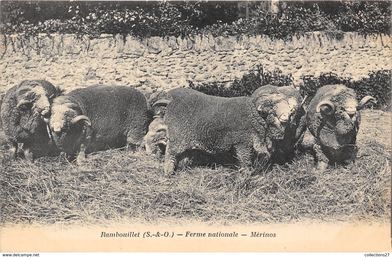 78-RAMBOUILLET- FERME NATIONALE , MERINOS - Rambouillet