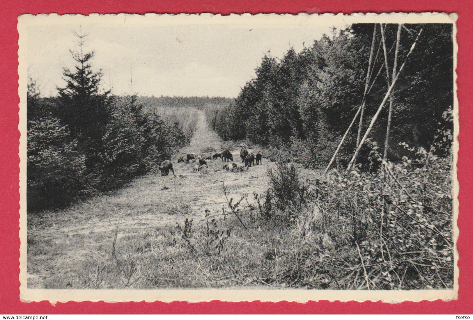 Dochamps - Sangliers Surpris En Clairière - 1960 ( Voir Verso ) - Manhay