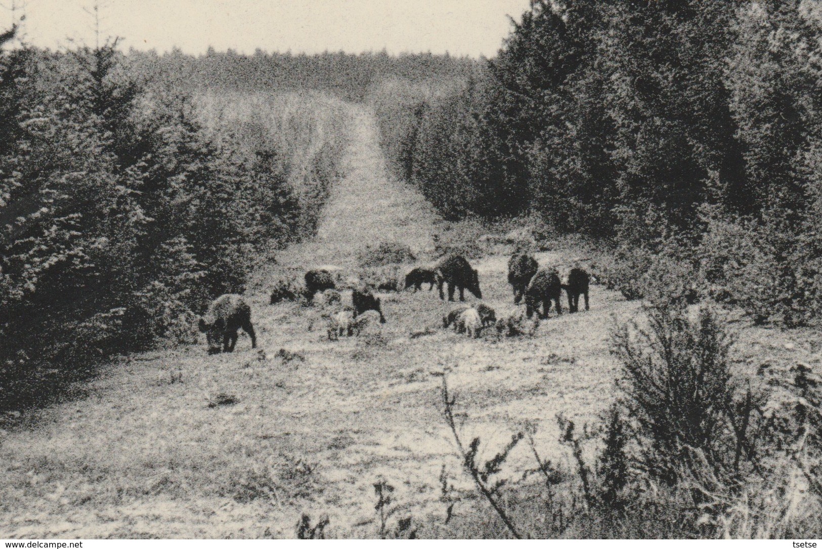 Dochamps - Sangliers Surpris En Clairière - 1960 ( Voir Verso ) - Manhay