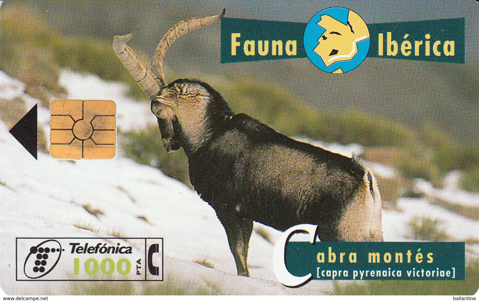 Fauna Ibérica  Cabra Montés - Colecciones