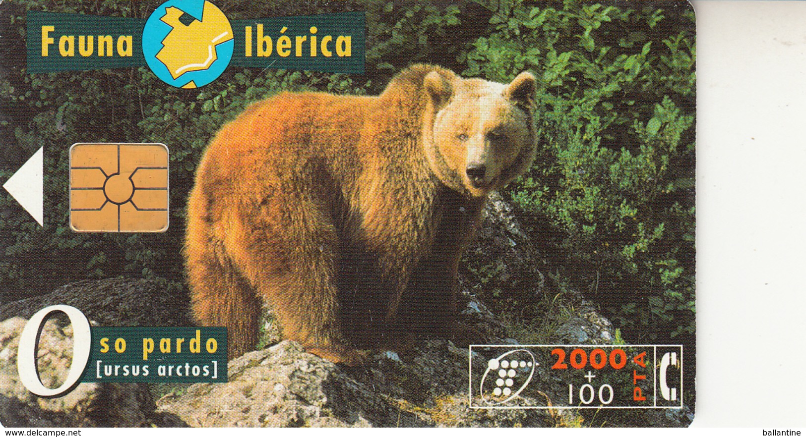 Fauna Ibérica Oso Pardo - Colecciones