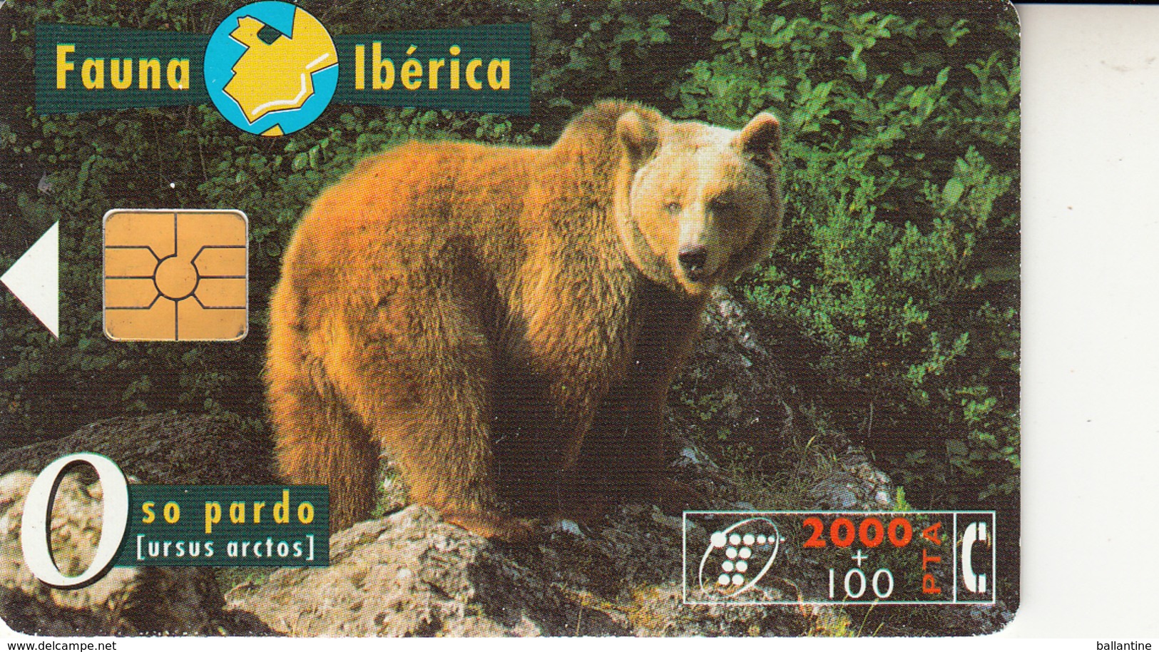 Fauna Ibérica Oso Pardo - Collezioni