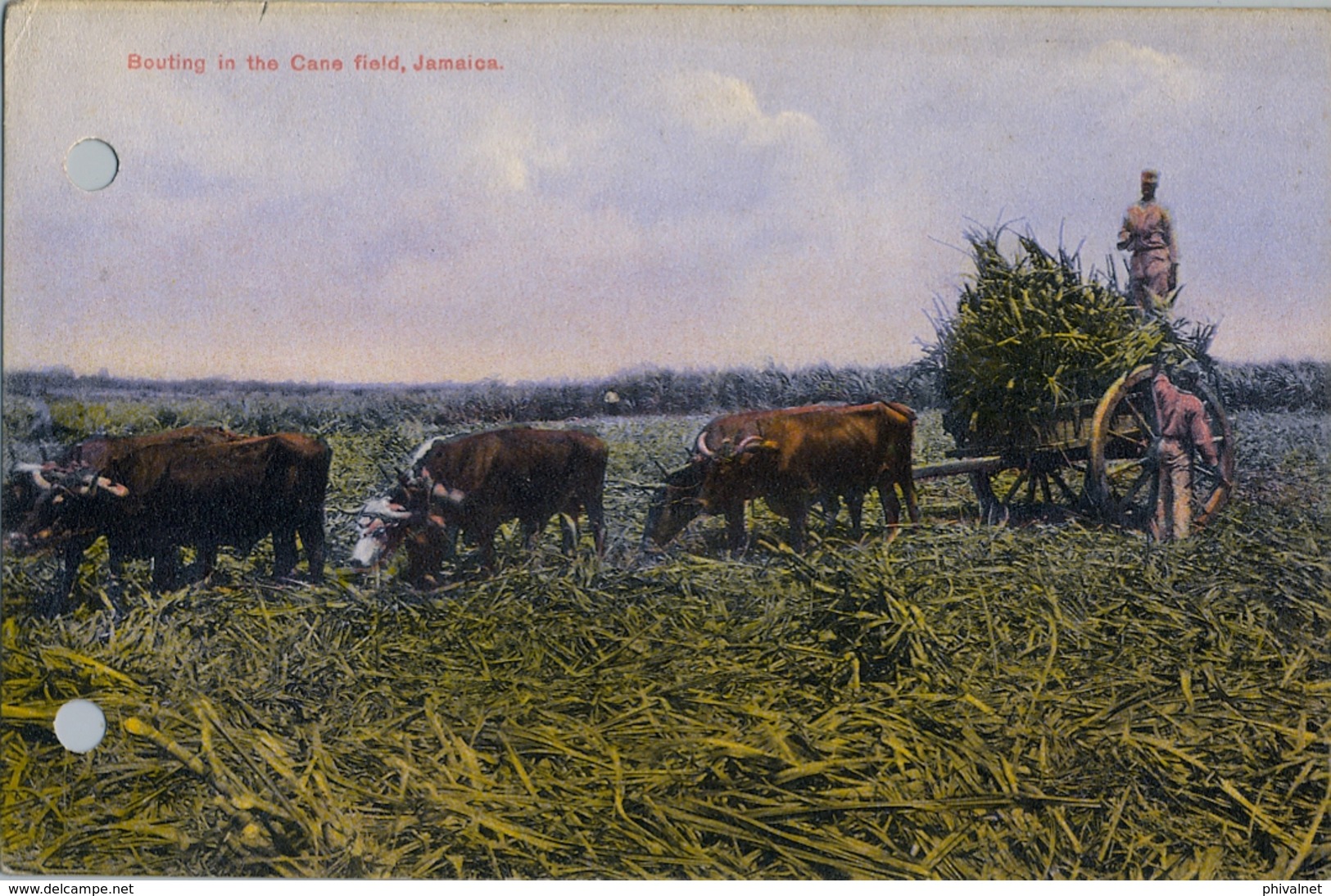 JAMAICA , T.P. NO CIRCULADA , BOUTING IN THE CANE FIELD , CARROS , TRANSPORTE - Jamaïque