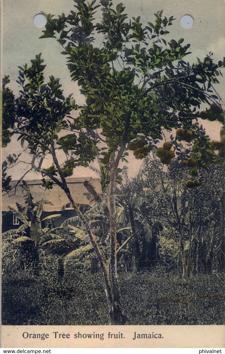 JAMAICA , T.P. NO CIRCULADA , ORANGE TREE SHOWING FRUIT - Jamaïque