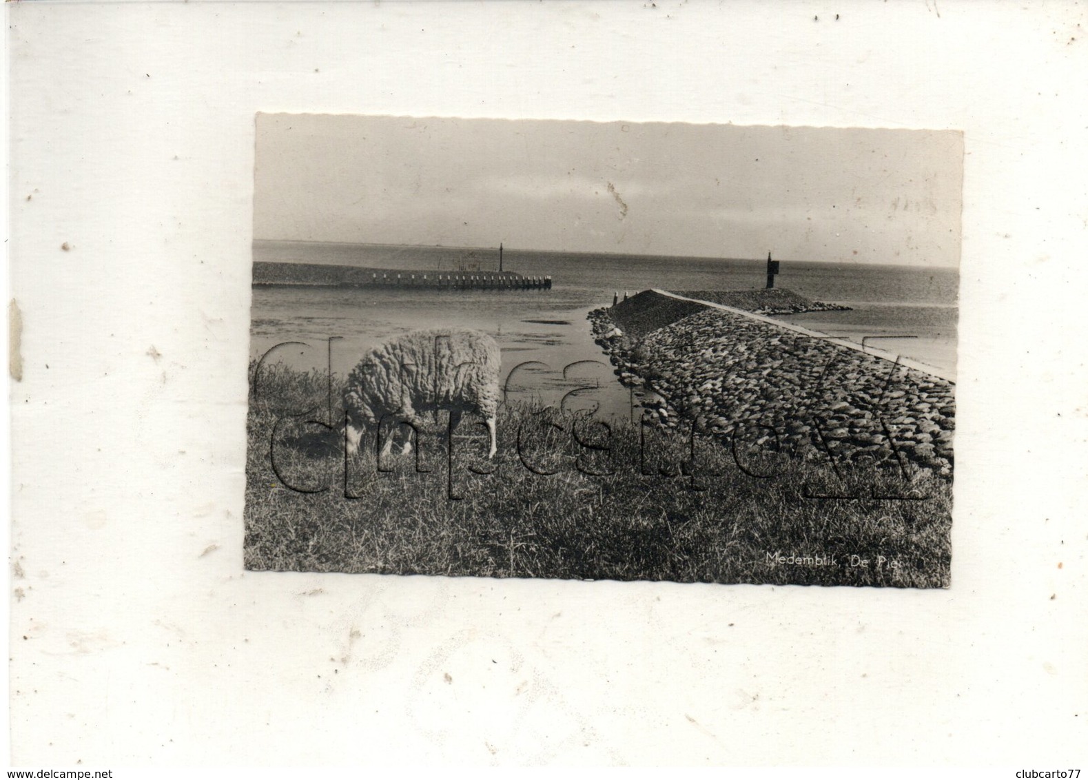 Medemblik (Pays-Bas, Noord-Holland) : De Pier En 1950 PF. - Medemblik