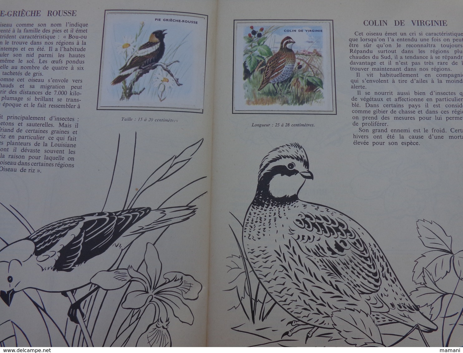 Lot De 2 L'encyclopedie Par Le Timbre -les Voyages De Gulliner N°13 Les Oiseaux N°8 - Altri & Non Classificati
