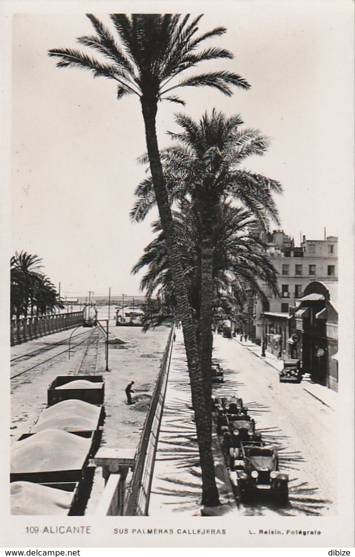 Tarjeta Postal. España. Alicante. Sus Palmeras Callejeras. - Alicante