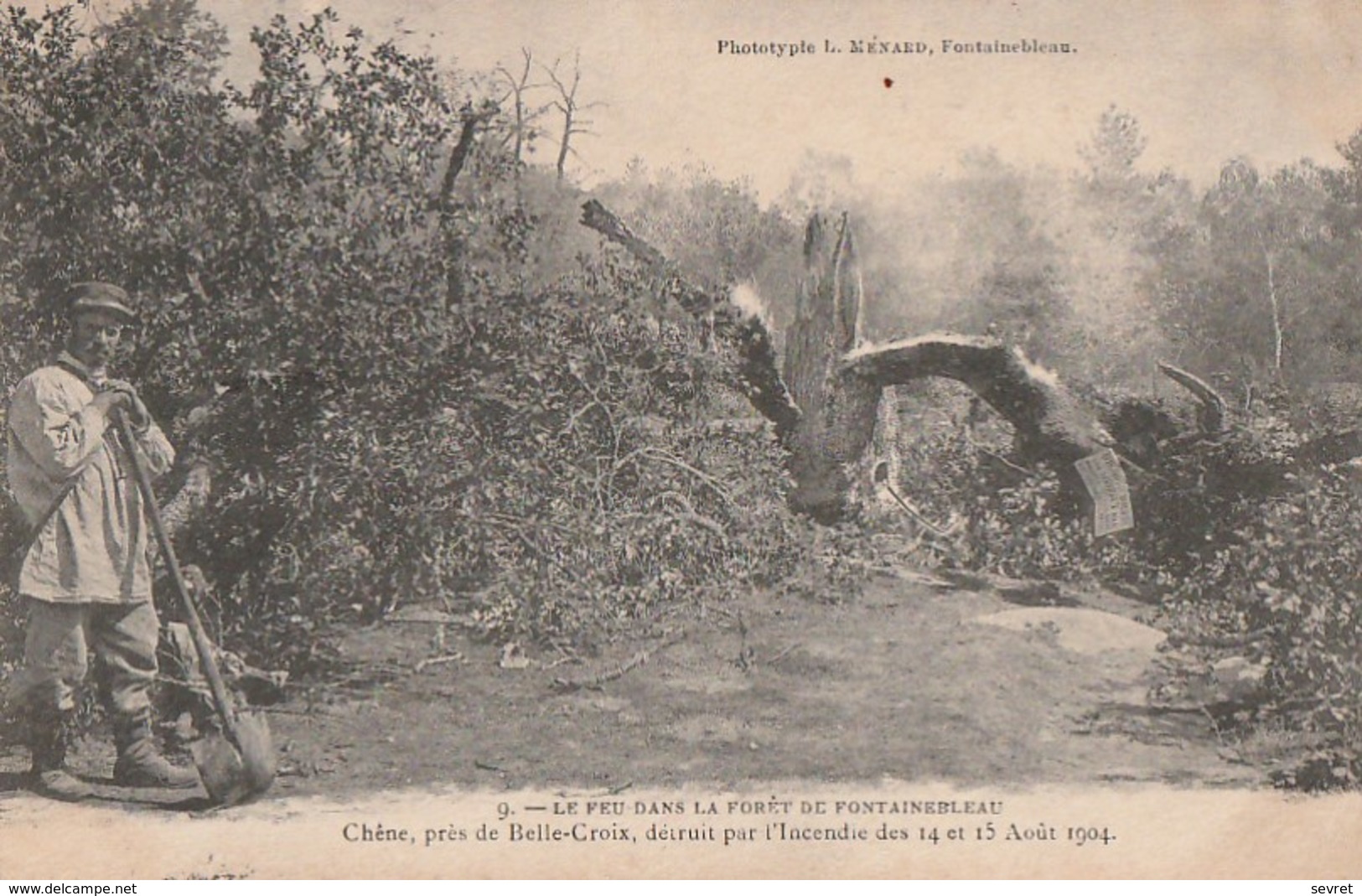 Chêne Détruit Par L'Incendie Des 14 Et 15 Août 1904 Dans La Forêt De Fontainebleau - Alberi