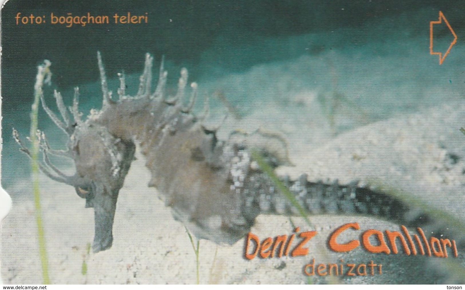 Turkey, TR-TT-N-354, Deniz Atii, Sea Creatures, Sea Horse, 2 Scans. - Türkei