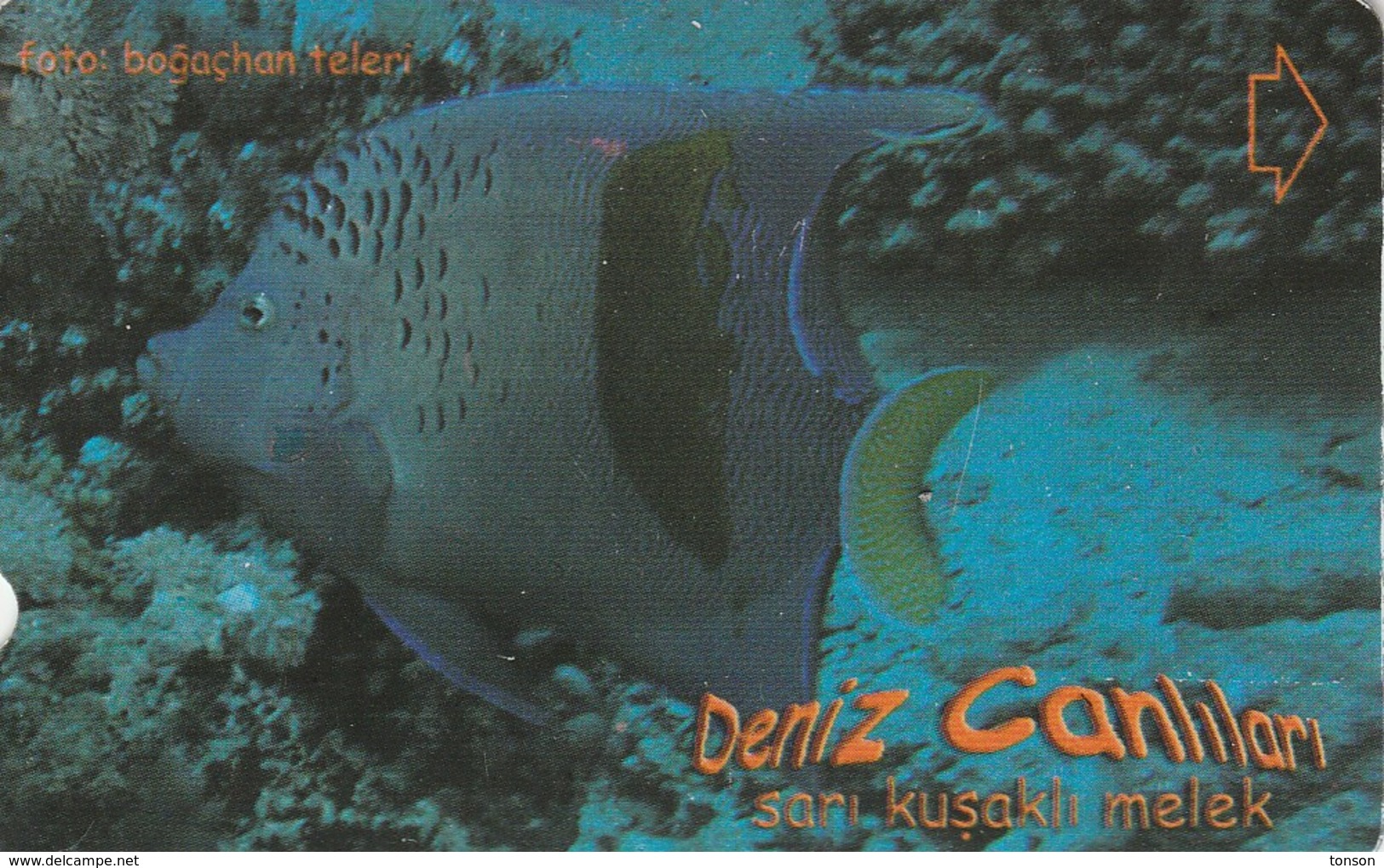 Turkey, TR-TT-N-360, Sari Kusakli Melek, Sea Creatures, Fish, 2 Scans. - Turkey