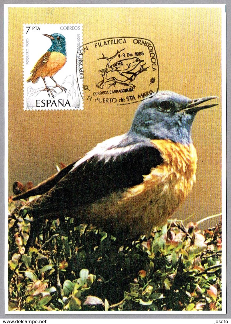 ROQUERO ROJO - Monticola Saxatilis. El Puerto De Santa Maria, Cadiz, Andalucia, 1985 - Werbestempel