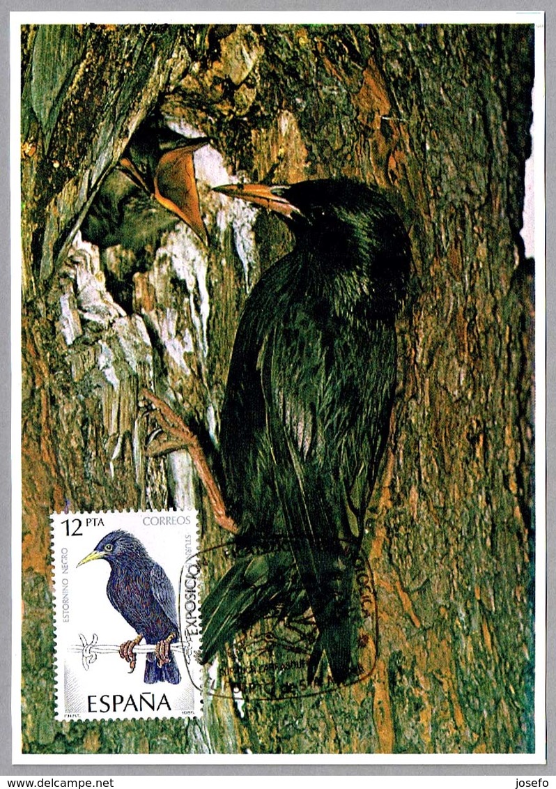 ESTORNINO NEGRO - Stornus Unicolor. El Puerto De Santa Maria, Cadiz, Andalucia, 1985 - Werbestempel