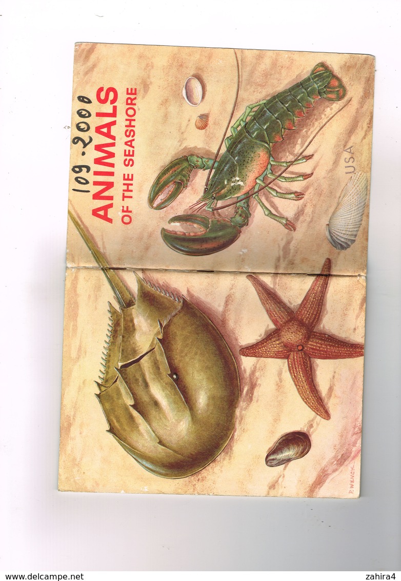 The Basic Science éducation Serie USA Animals Of The Seashore Bertha Morris Parker Intermediate Row Peterson And Company - Wissenschaften