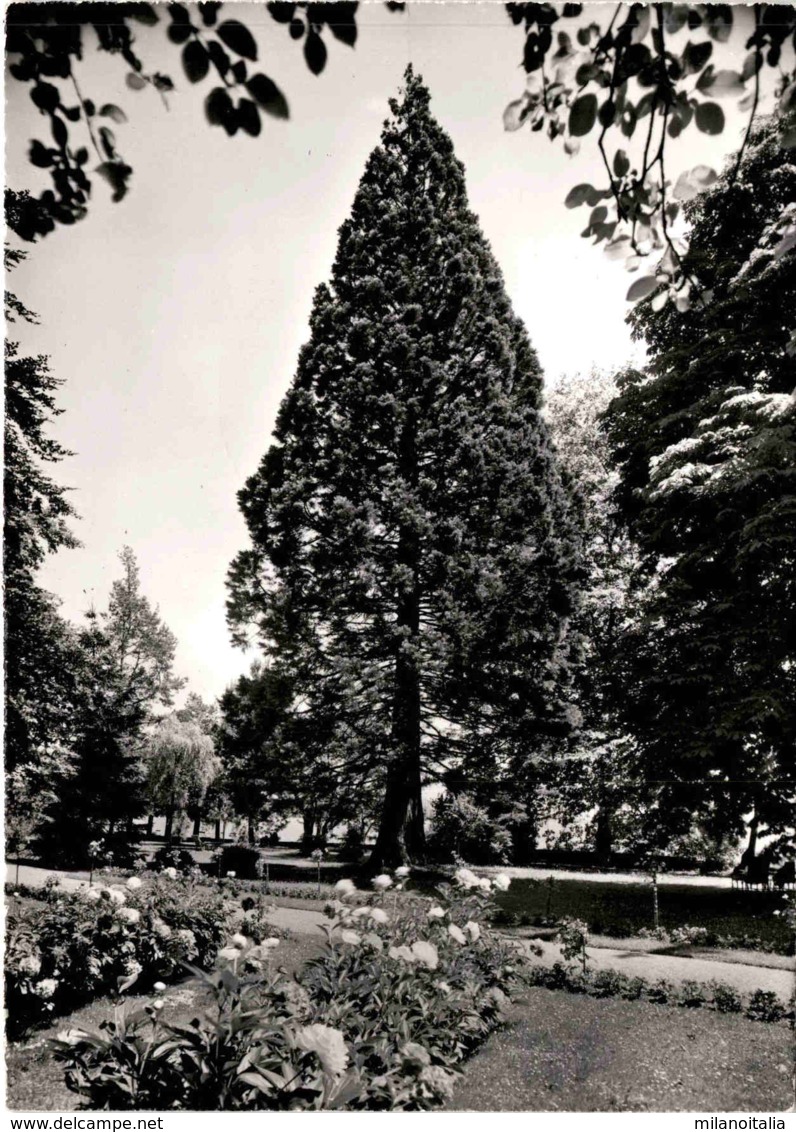 Kuranstalt Mammern Am Untersee - Parkpartie (14772) * 9. 4. 1980 - Mammern