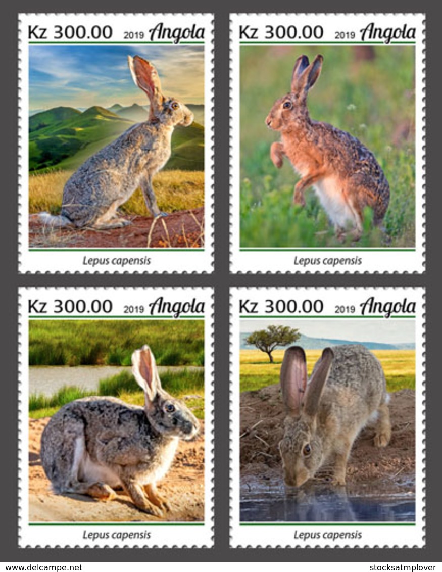 Angola 2019  Fauna   Cape Hare   S202001 - Angola