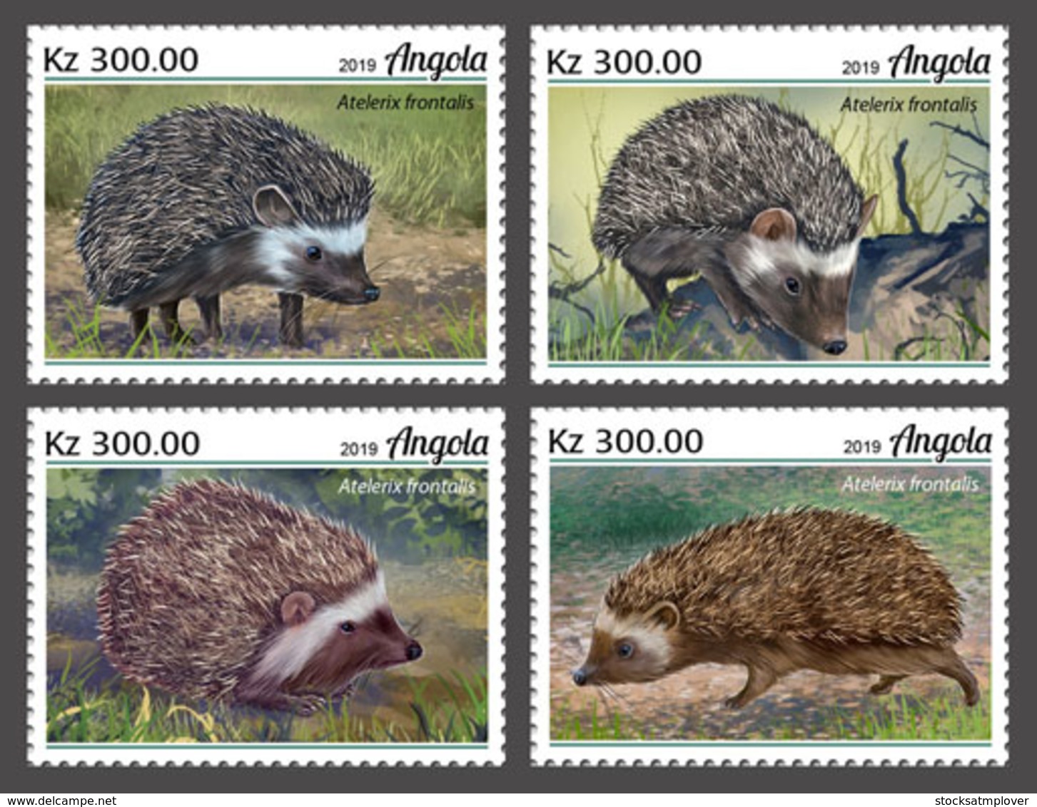 Angola 2019  Fauna   Hedgehogs  S202001 - Angola