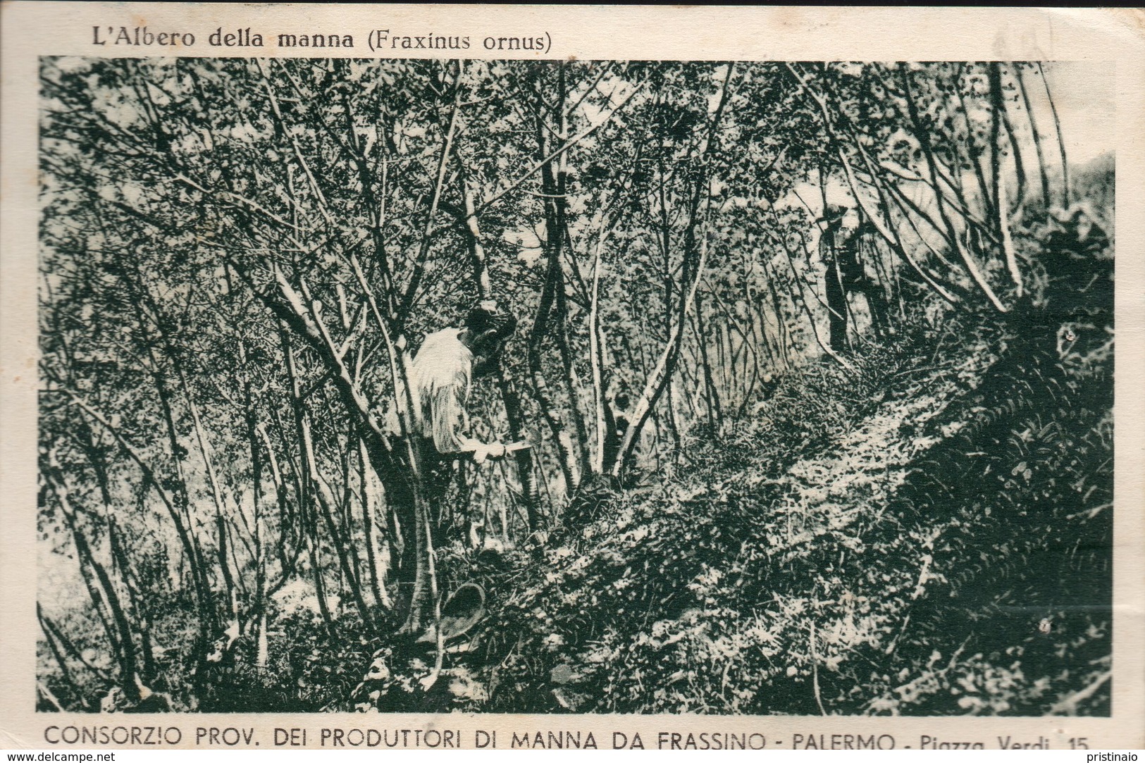 1939 Palermo L'Albero Della Manna - Palermo