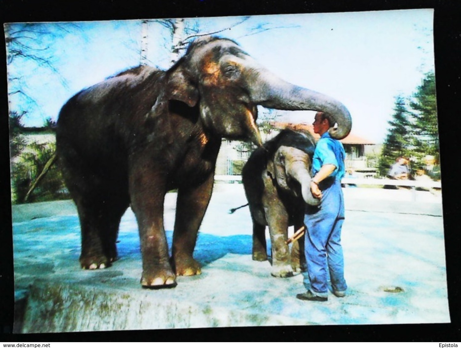 ELEPHANT ELEPHANTEAU Et Gardien De Zoo - CARTE 3 D - 3 DIMENSION POSTCARD - Elephants