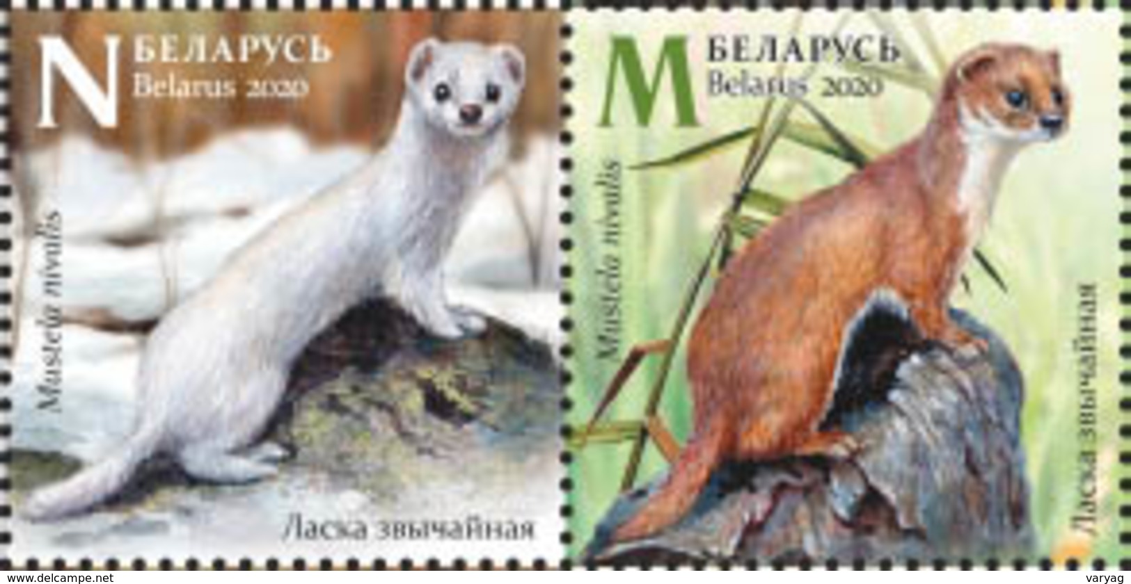 Belarus 2020 Fauna Seasonal Variations Hare Weasel Partridge Bird Birds Mammals 6v MNH - Bielorrusia