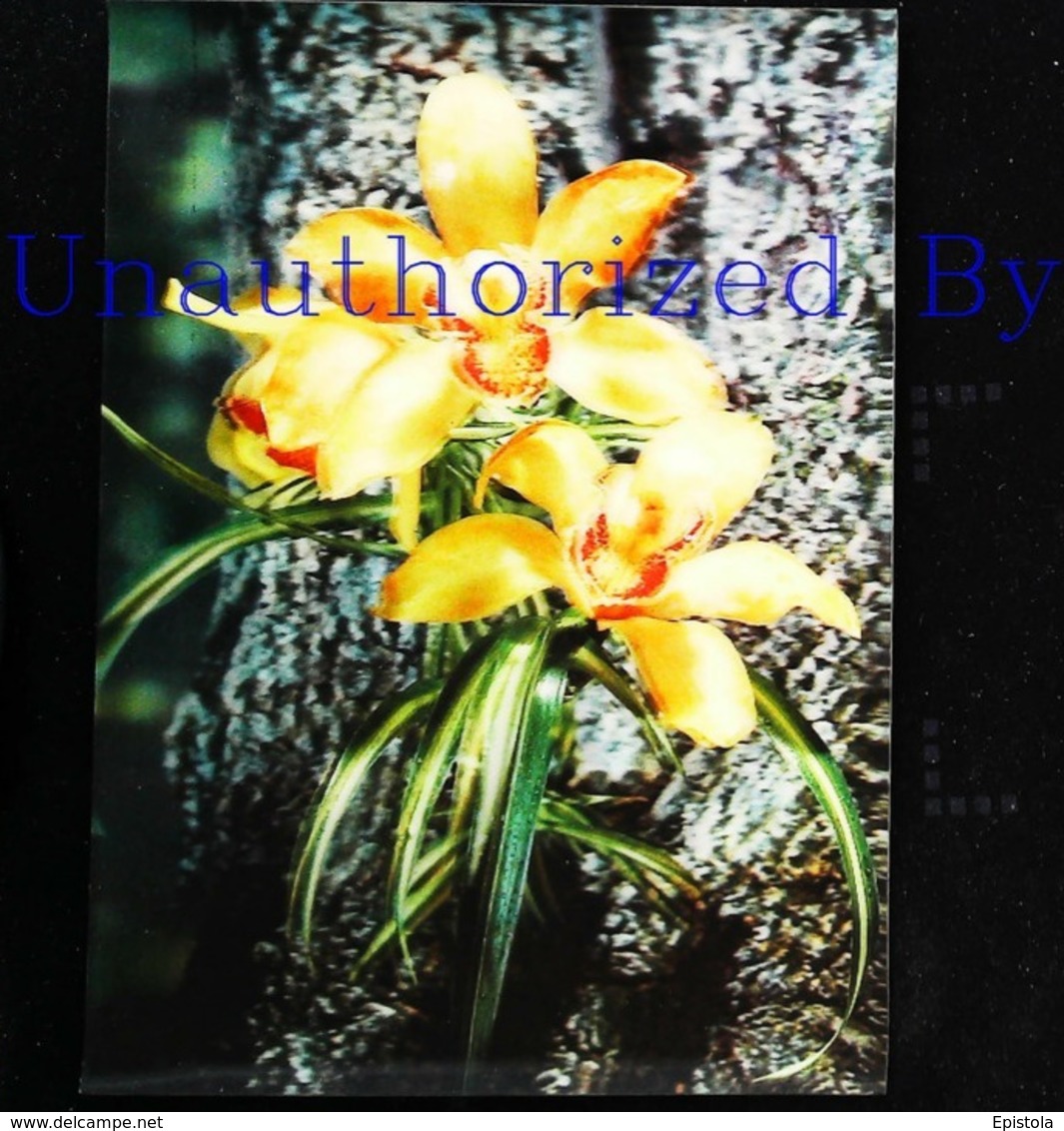 Orchidée - Orchid - Fantaisie Relief - CARTE 3 D - 3 DIMENSION POSTCARD - Cartes Stéréoscopiques