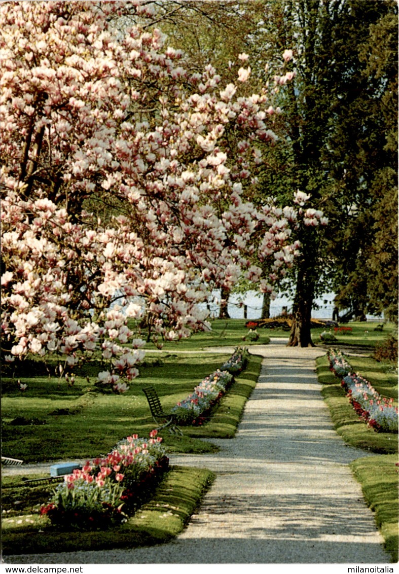 Klinik Schloss Mammern - Schlosspark: Langer Weg * 13. 5. 1991 - Mammern