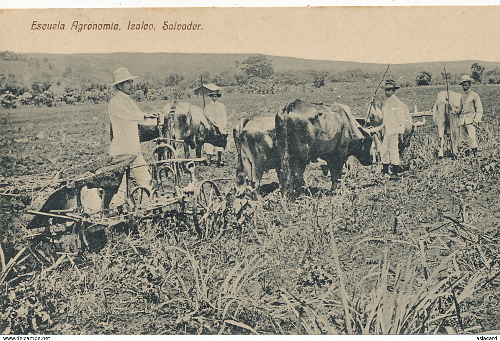 Izalco Salvador Escuela Agronomia . Plowing With Oxes . Labourage Attelage Boeufs - El Salvador