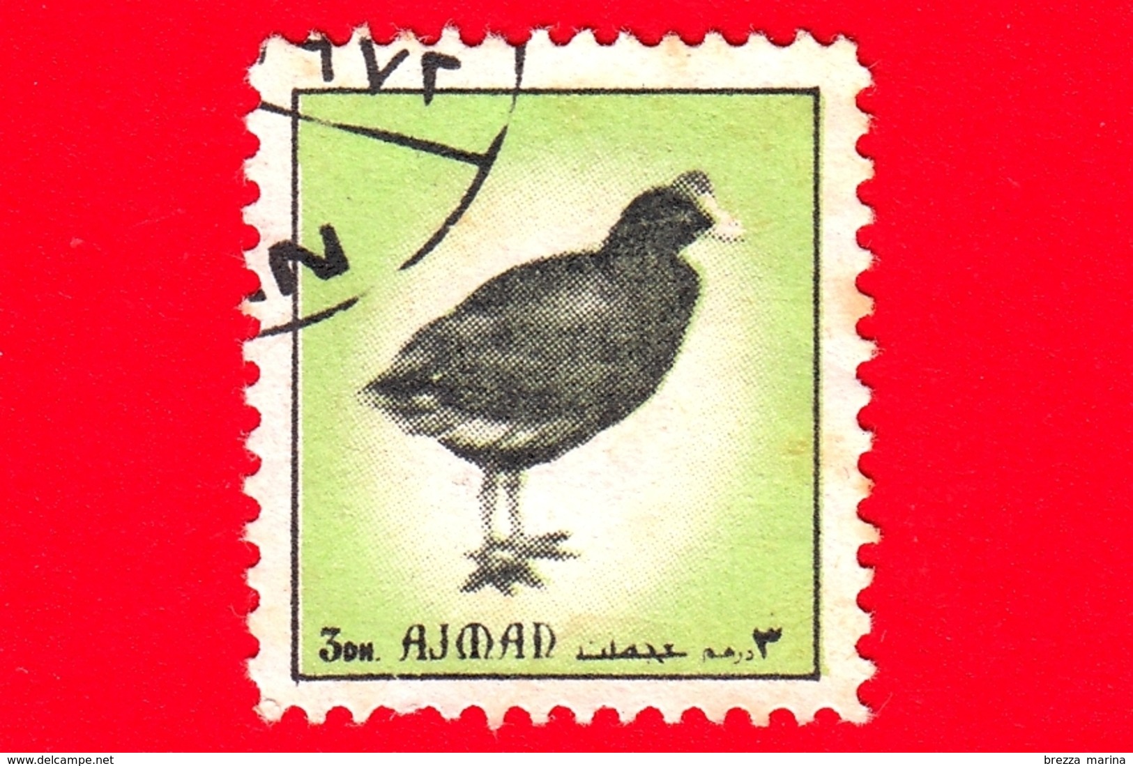 AJMAN - Usato - 1972 - Uccelli - Birds - Eurasian Coot (Fulica Atra) - Formato Piccolo - 3 - Ajman