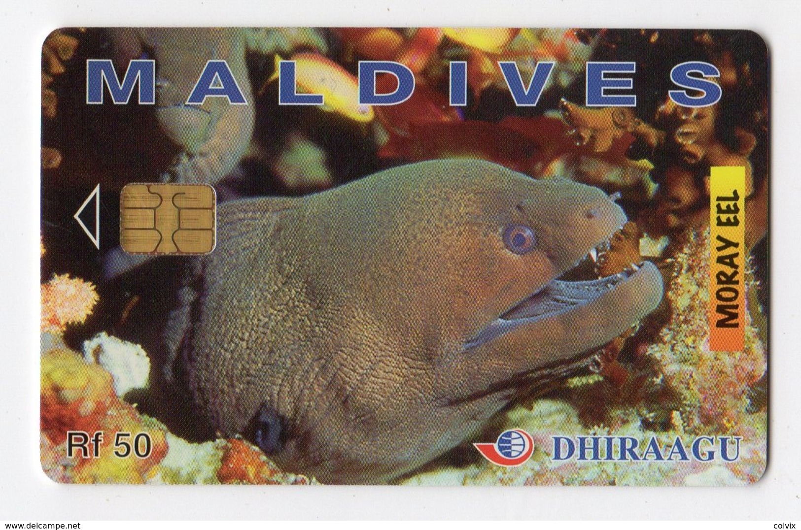 MALDIVES DHIRAAGU MORAY EEL 256MLDGIA POISSON - Maldiven