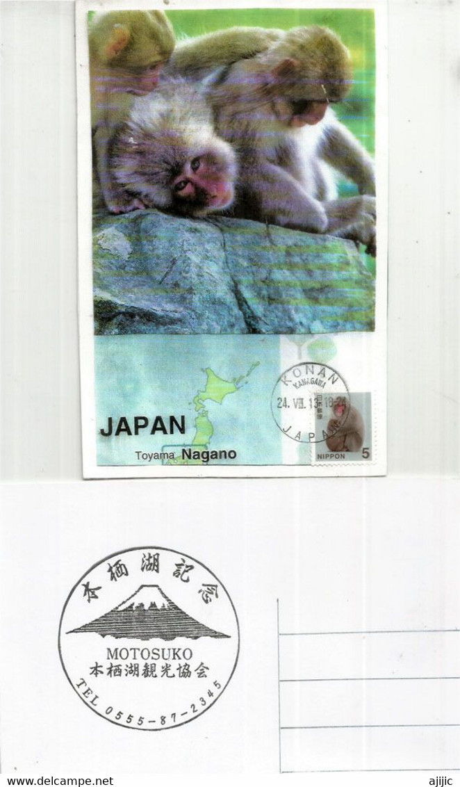 JAPON.Macaques Japonais., Sources Chaudes De Yamanouchi.Parc Aux Singes De Jigokudani. (Nagano). Carte-maximum - Storia Postale