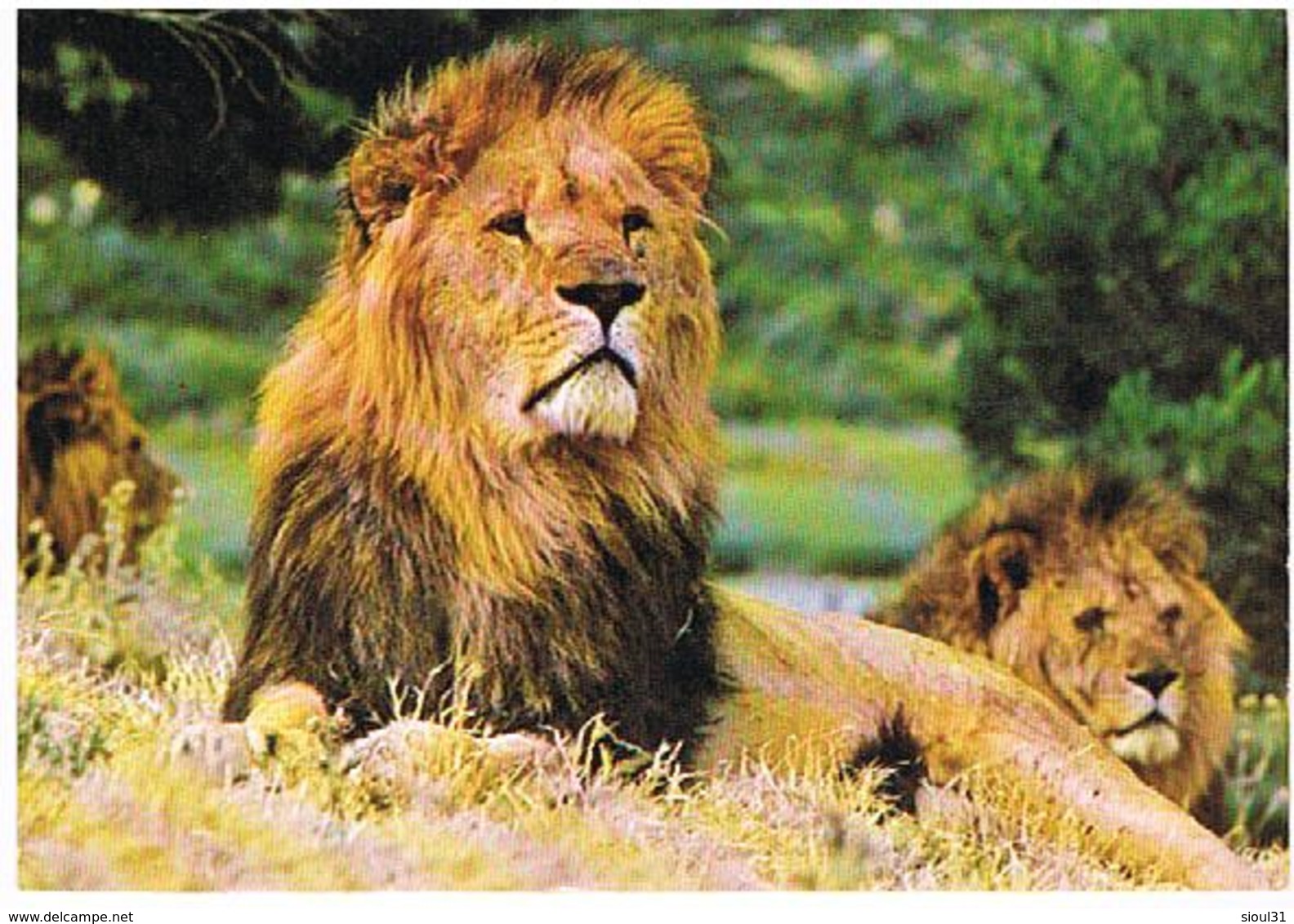 ANIMAUX  LION  CPM  TBE  ZO207 - Lions
