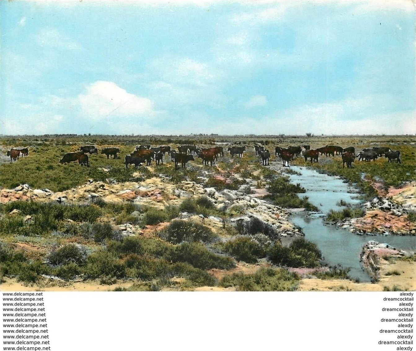 Photo Cpsm Cpm 13 Manade De Toros En Camargue 1960 - Sonstige & Ohne Zuordnung