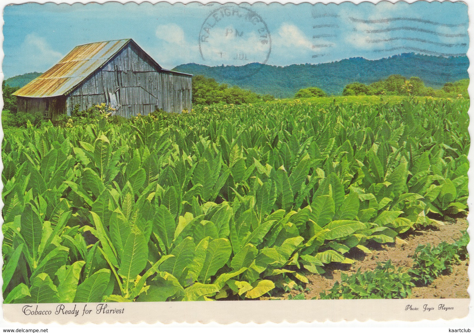 Tobacco Ready For Harvest (Photo: Joyce Haynes - 1966) - Raleigh N.C. 1982 Postmark - Raleigh