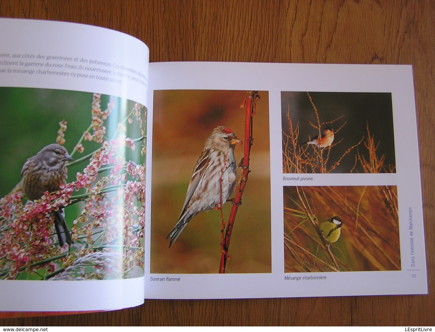 HAUTES FAGNES Morceau Choisi MALCHAMPS Régionalisme Nature Paysage Randonnée Oiseau Animaux Tourbière Photographies