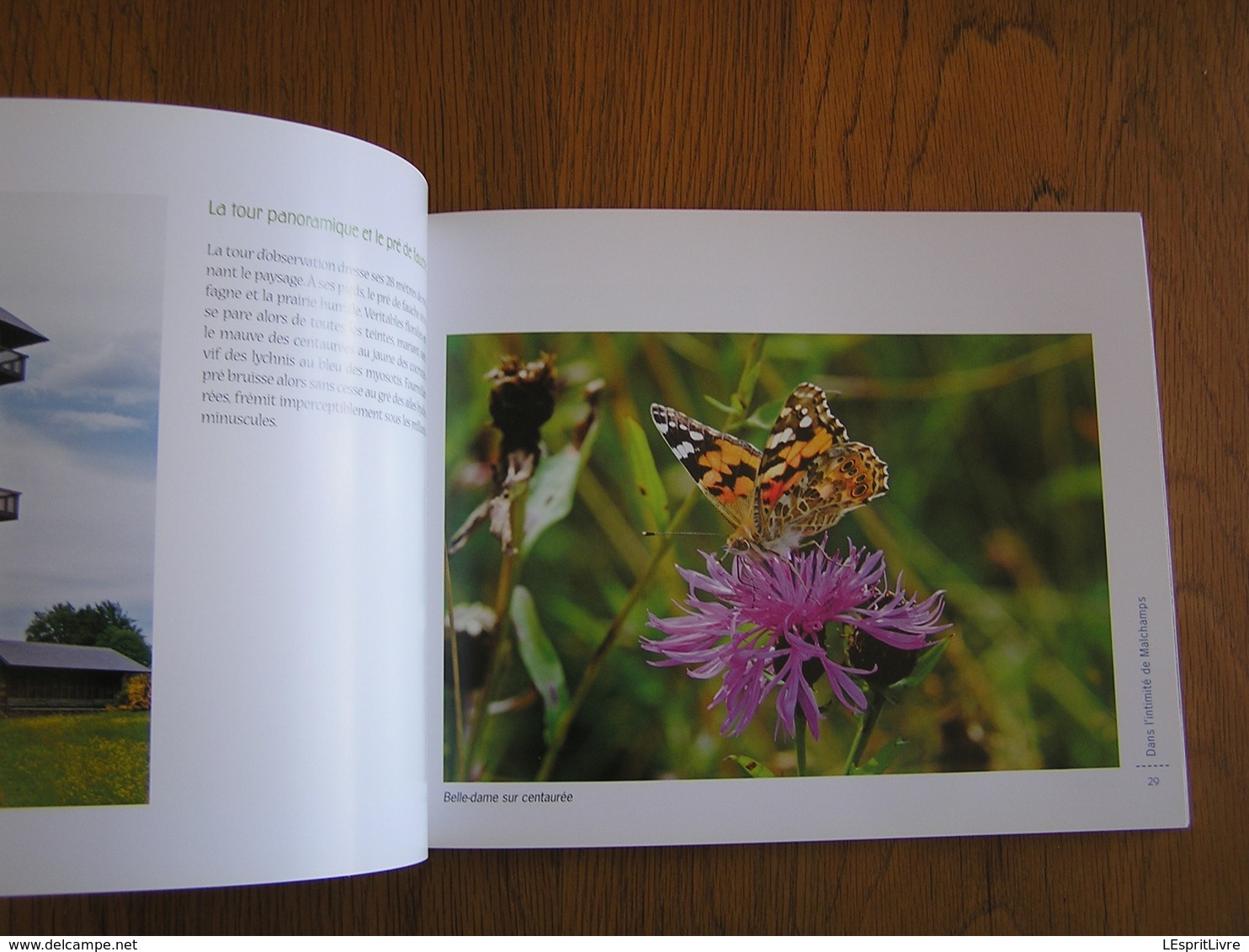 HAUTES FAGNES Morceau Choisi MALCHAMPS Régionalisme Nature Paysage Randonnée Oiseau Animaux Tourbière Photographies