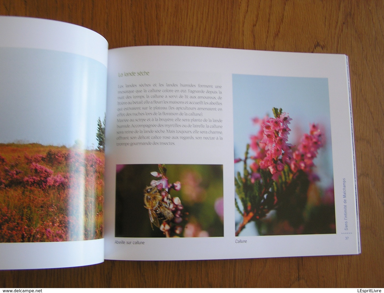 HAUTES FAGNES Morceau Choisi MALCHAMPS Régionalisme Nature Paysage Randonnée Oiseau Animaux Tourbière Photographies