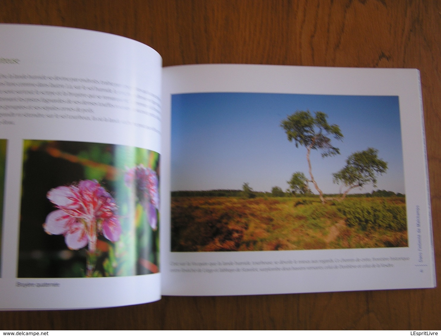 HAUTES FAGNES Morceau Choisi MALCHAMPS Régionalisme Nature Paysage Randonnée Oiseau Animaux Tourbière Photographies