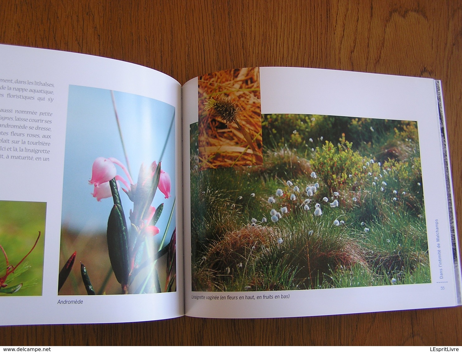 HAUTES FAGNES Morceau Choisi MALCHAMPS Régionalisme Nature Paysage Randonnée Oiseau Animaux Tourbière Photographies