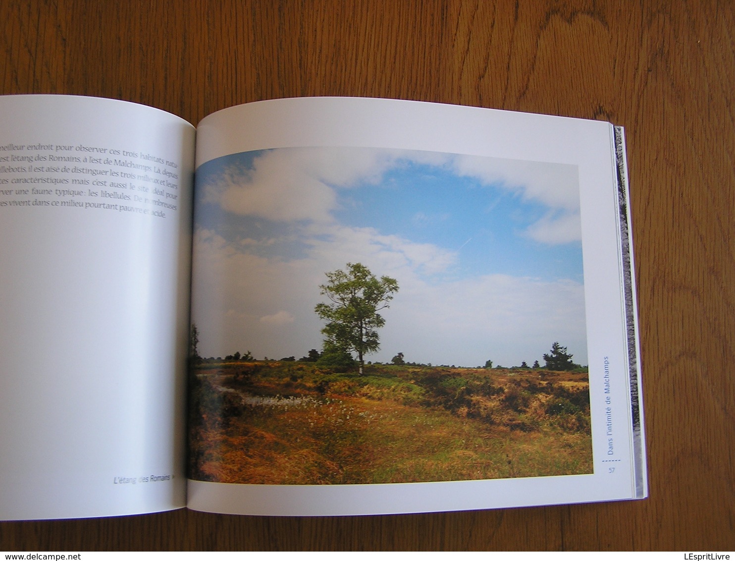 HAUTES FAGNES Morceau Choisi MALCHAMPS Régionalisme Nature Paysage Randonnée Oiseau Animaux Tourbière Photographies