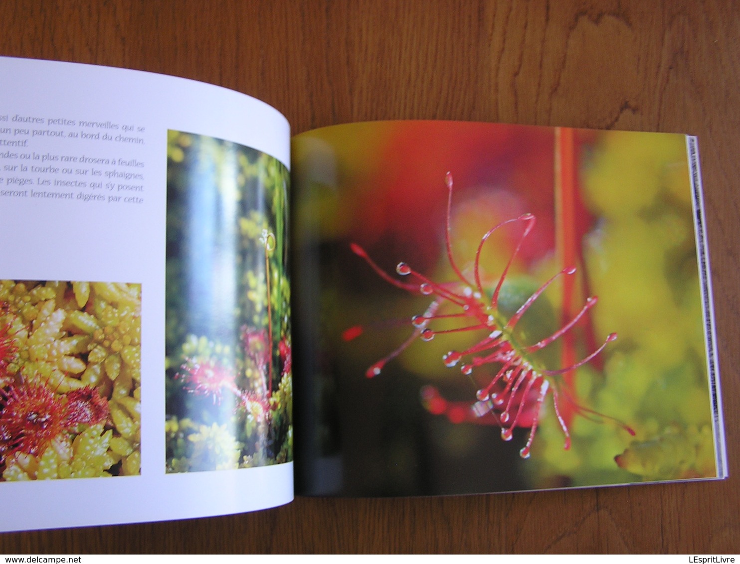 HAUTES FAGNES Morceau Choisi MALCHAMPS Régionalisme Nature Paysage Randonnée Oiseau Animaux Tourbière Photographies